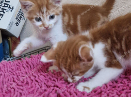 2 girl kittens for sale
