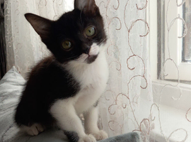Kittens ready for a new home