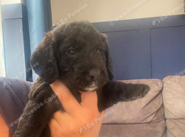 Miniature labradoodle pups