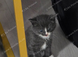 Beautiful grey and white kitten