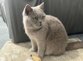 British shorthair