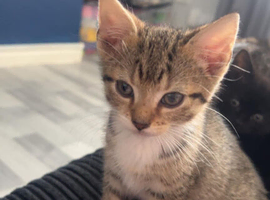 Two male kittens