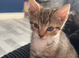 Kittens for sale