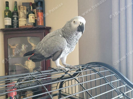 African grey parrot