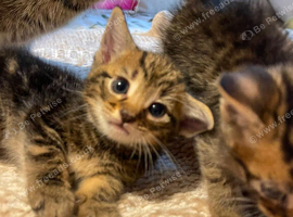 Kittens looking for forever homes
