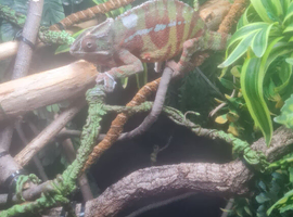 Panther Chameleon