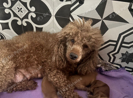 2 stunning miniature poodle boys