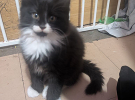 Beautiful fluffy boy