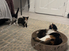Calico
