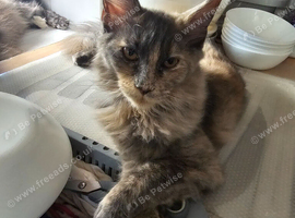 Pure bred maine coon female