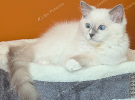 Readynow!TICA ragdoll kitten