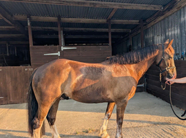 14&rsquo;3hh Welsh 6yr old &pound;6500