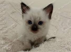 Seal Point Male Ragdoll Kitten Ready To Leave