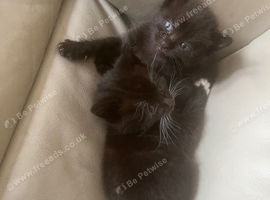 2 kittens looking for homes