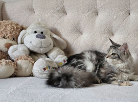 Maine Coon girl Champion bloodlines