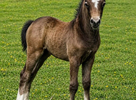 Mulfraen Llew