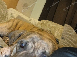 Staffordshire bull terrier cross