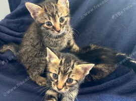 Bengal kittens