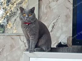 9 MONTH OLD British MALE SHORTHAIR