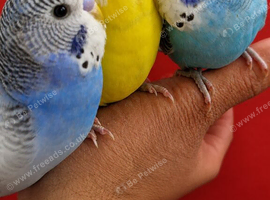 Super silly hand tamed baby budgies