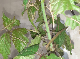 50p Indian stick insects and Zompros stick insects for sale