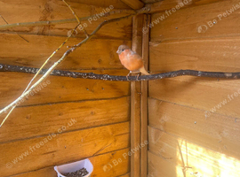 Pair Siberian bullfinch