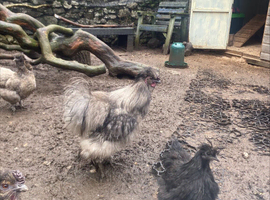 Splash bantam silkie cockerel