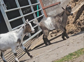 2 pygmy wethers 5mth old