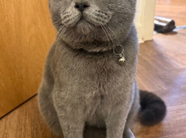 My cat is ready to mate