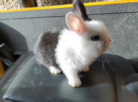 Mini lop x dutch