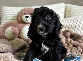 11 week old cockerpoo