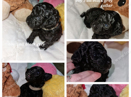 Affenpinscher