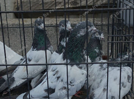 PAKISTANI HIGH FLYERS PIGEONS
