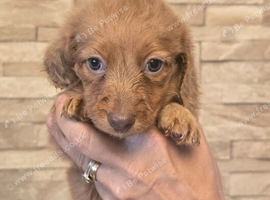 Longhair mini dachshunds