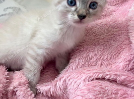 Beautiful pair of kittens for sale