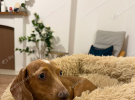 1 year old Dachshund