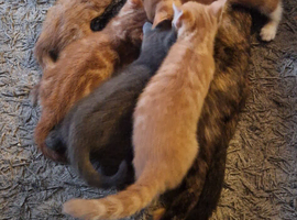 Ginger kitten 8 weeks old