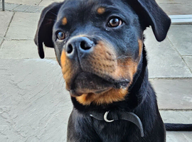 Stunning Rottweiler Puppy