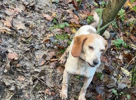 Beagle looking for new