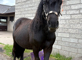Registered Shetland Gelding