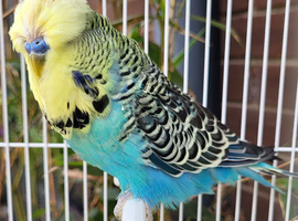 Various Quality Beautiful Budgies