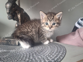 Stripy kitten
