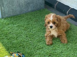 2 male F1 Cavapoos