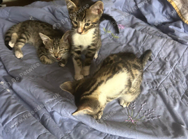 Adorable half bengal kittens
