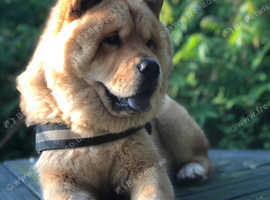 Chow husky cross to stud, can travel
