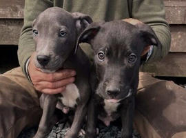 Beautiful Litter of Smooth Coated Lurcher Puppies
