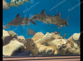 featherfin synodontis
