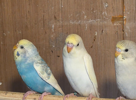 Budgies