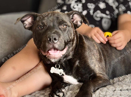 7 month old Staffordshire bull terrier