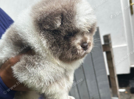 Exotic rare colour  bear face chow chow puppies